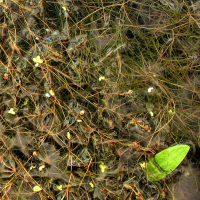 Potamogeton trichoides (Potamot capillaire)