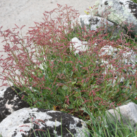 Rumex acetosella (Petite oseille)