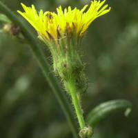 sonchus_arvensis3md