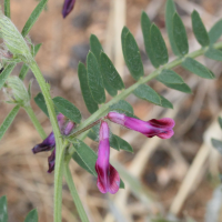 vicia_benghalensis2md