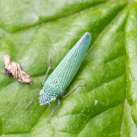 Acopsis viridicans (Cicadelle)