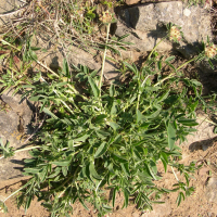 Anthyllis vulneraria (Anthyllide vulnéraire)