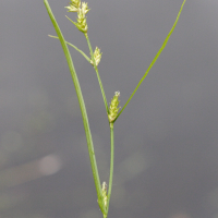 carex_remota2md (Carex remota)