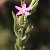 centaurium_erythraea7bmd (Centaurium erythraea)