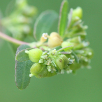 chamaesyce_hypericifolia3md (Euphorbia hypericifolia)