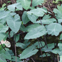 colocasia_esculenta2md (Colocasia esculenta)