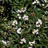 conostegia_oerstediana6md (Conostegia oerstediana)