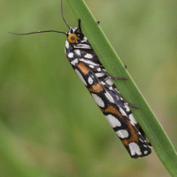 cydosia_nobilitella2md (Cydosia nobilitella)