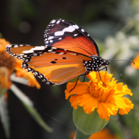 danaus_chrysippus7md (Danaus chrysippus)