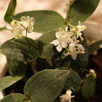 Dendrobium aberrans (Dendrobium)