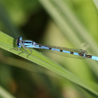 enallagma_cyathigerum6bd (Enallagma cyathigerum)