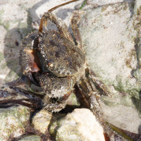 eriphia_verrucosa2bd (Eriphia verrucosa)