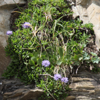 Globularia cordifolia (Globulaire à feuilles en coeur)