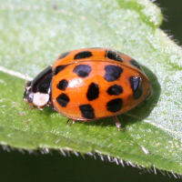 harmonia_axyridis3md