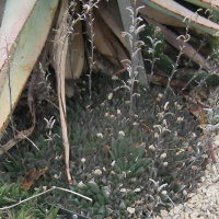 Haworthia willowmorensis (Haworthia)