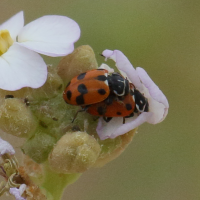 hippodamia_variegata2bd