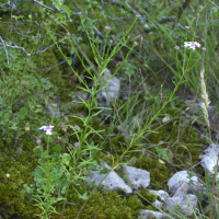 Iberis linifolia (Ibéris à feuilles de lin)
