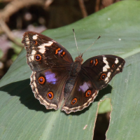 junonia_oenone_epiclelia5md