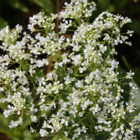 lepidium_draba1cmd