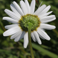 leucanthemum_vulgare3md