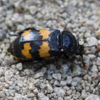 nicrophorus_vestigator2bd