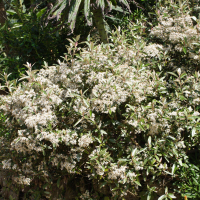 Olearia erubescens (Oléaria)