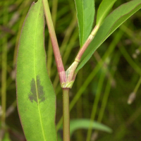 persicaria_lapathifolia3md