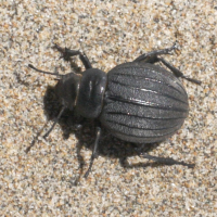 pimelia_bipunctata2md