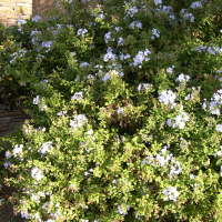 Plumbago auriculata (Dentelaire du Cap)