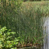 scirpus_lacustris4md