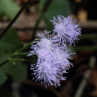 ageratum_conyzoides5md