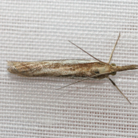 agriphila_tristella2md