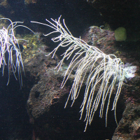 Antillogorgia bipinnata (Plume de mer)