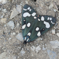 callimorpha_dominula4md (Callimorpha dominula)