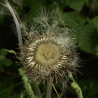 carduus_nutans5md (Carduus nutans)