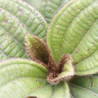 Clidemia latifolia (Clidémie à grandes feuilles)