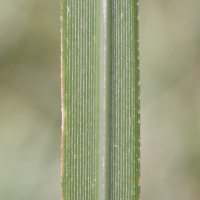 cortaderia_selloana3md (Cortaderia selloana)
