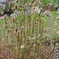 Cynosurus echinatus (Crételle hérissée)