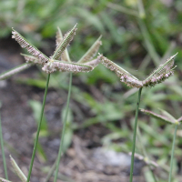 Dactyloctenium aegyptium (Chiendent patte poule, Pattes de poule, Pied poule)