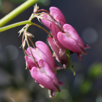 dicentra_formosa2bd