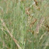 epilobium_parviflorum3md