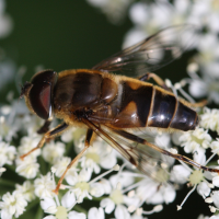 eristalis_pertinax2sd
