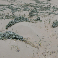 Eryngium maritimum (Chardon des dunes)