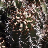 euphorbia_polyacantha3md