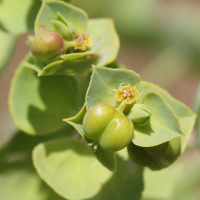 Euphorbia terracina (Euphorbe de Terracine)