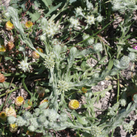 Filago eriocephala (Cotonnière à têtes laineuses)