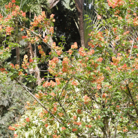 Holmskioldia sanguinea (Chapeau chinois)