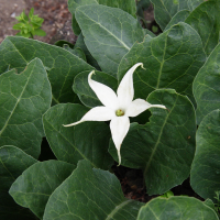jaborosa_integrifolia2md (Jaborosa integrifolia)