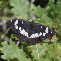 limenitis_reducta5bd