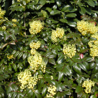 Mahonia aquifolium (Mahonia à feuilles de houx)